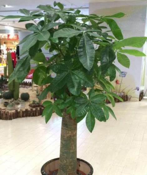 买的发财树的土很板结如何改善,发财树盆土板结怎么处理