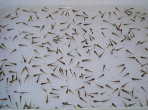 怎样去除鱼缸内壁污物,鱼缸底部脏东西循环不出去怎么弄