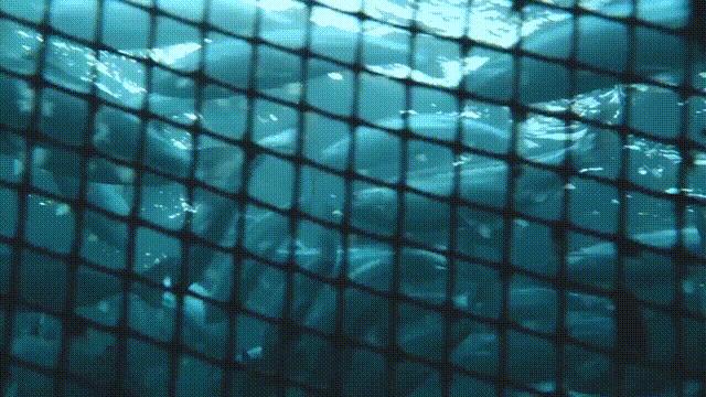 网箱养殖为什么会导致水质恶化,网箱养殖对生态环境有哪些影响