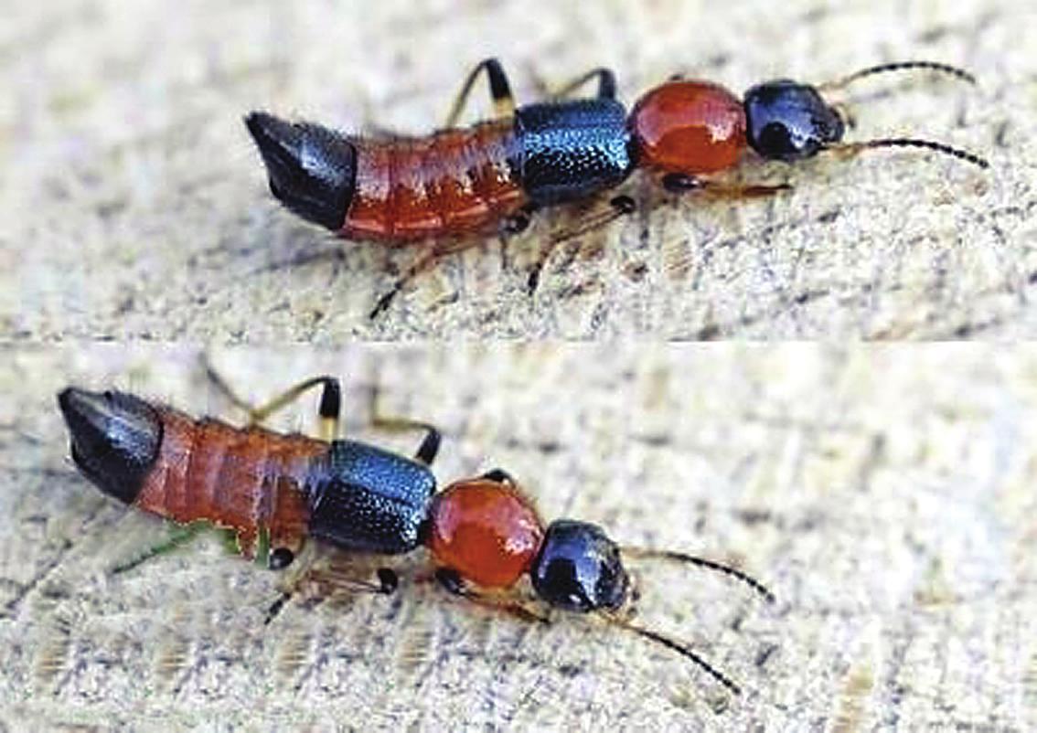 夏天碰到这种小虫子要警惕,这些常见又危险的小虫子