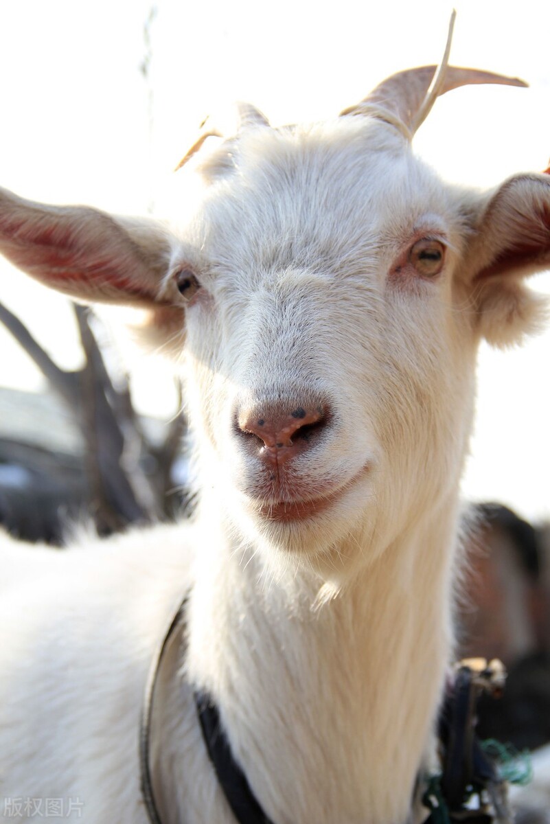 “羊不离头”,3步教你调教出优秀的领头羊!养羊人一定要学习