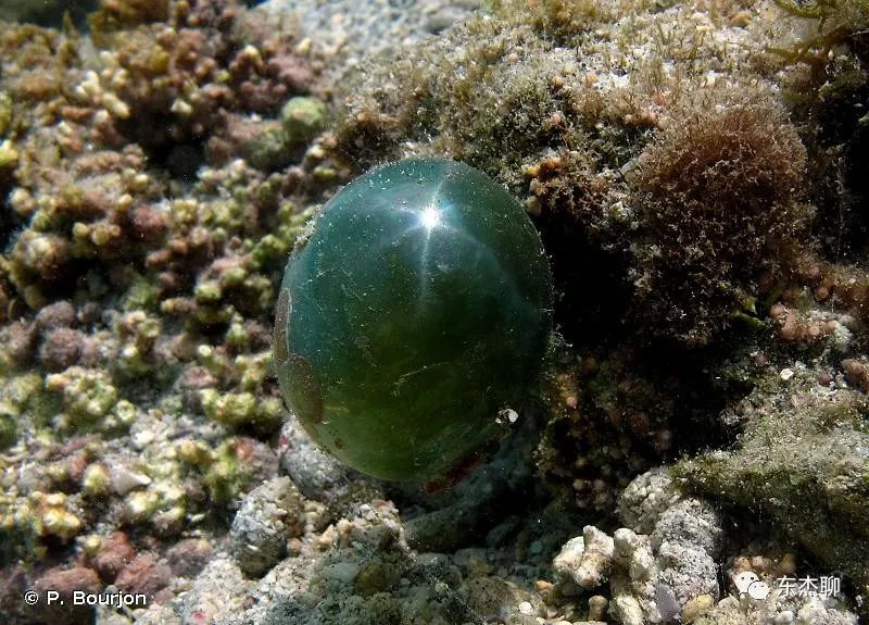 海缸里的绿藻褐藻如何打理,海缸爆藻后怎么除藻