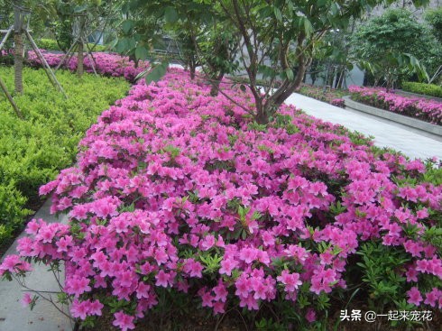 泡过的烟头养花可以吗,烟头泡水养花起什么作用