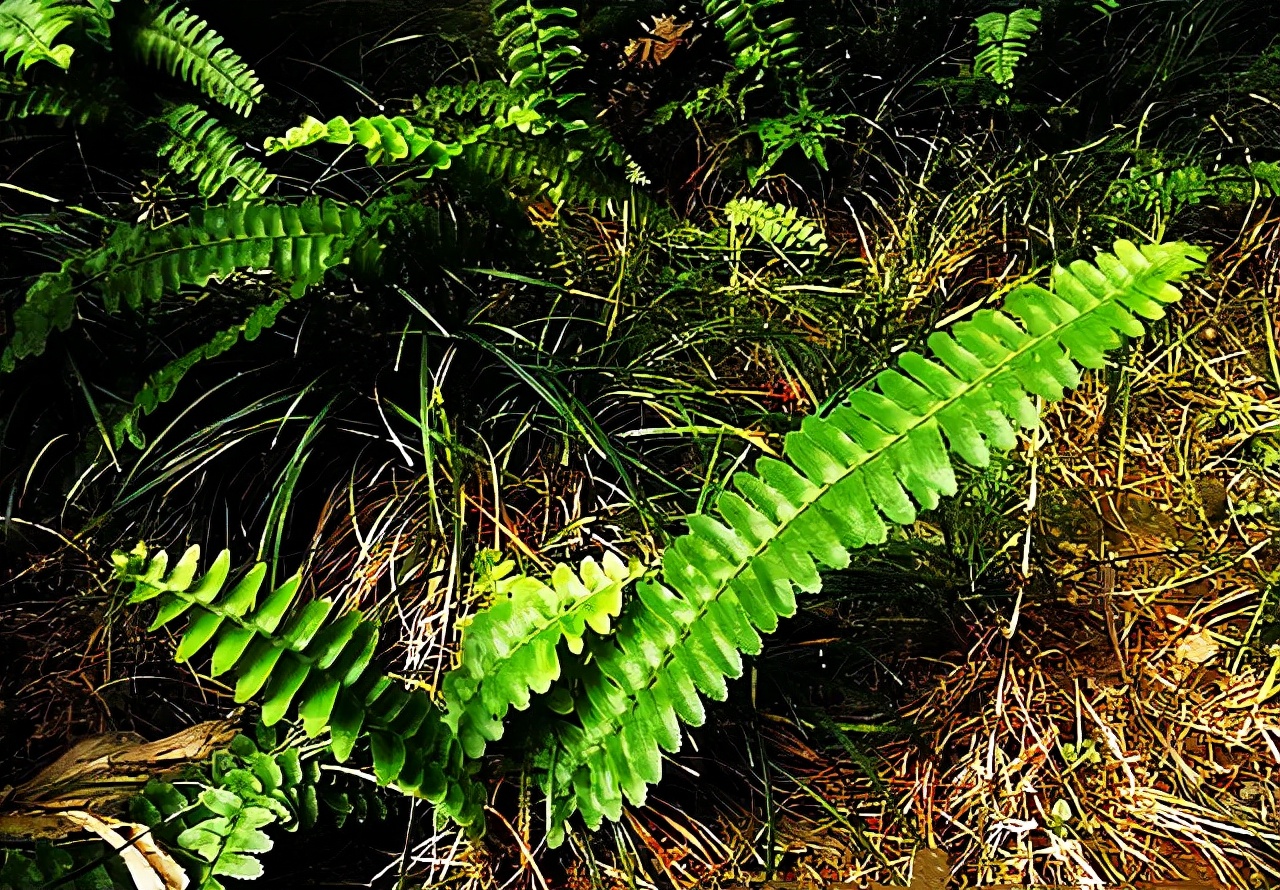 农村一种不起眼的野草,农村一种野草全身是宝