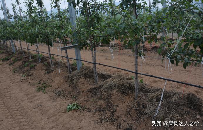 苹果矮化栽培管理,苹果矮化栽培的原理