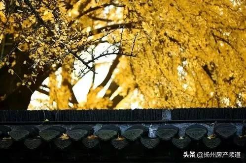 扬州，这一次我真的想你了