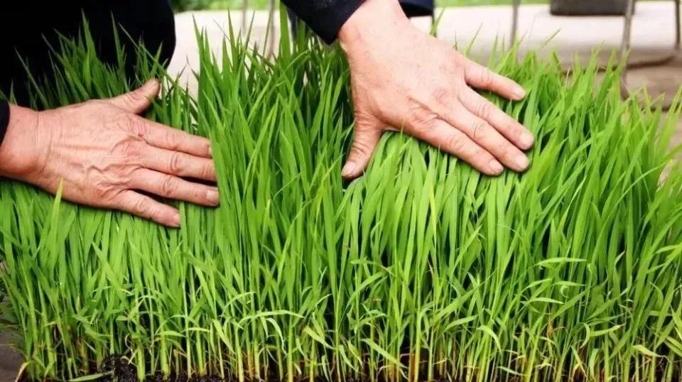 倒春寒死苗怎么治,倒春寒农作物受灾