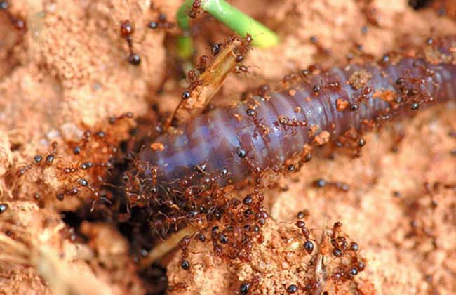 常见蚂蚁图鉴,蚂蚁vs其他种类蚂蚁