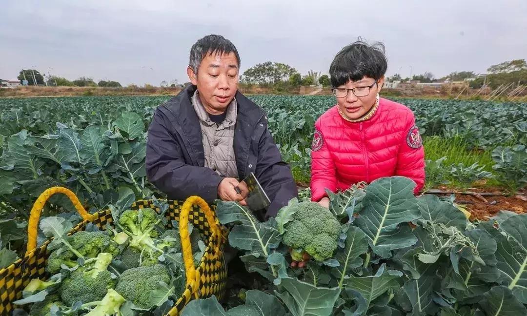 广东兴宁：女性回乡创业的成功案例