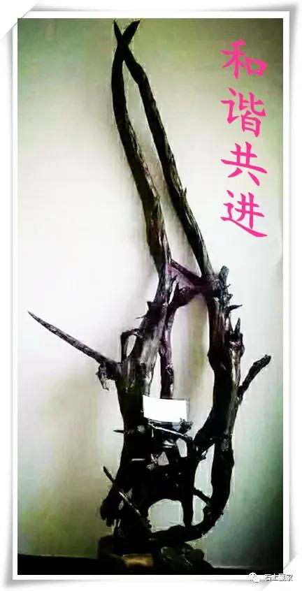 金丝楠乌木根艺组合图片,金丝楠乌木根艺家具