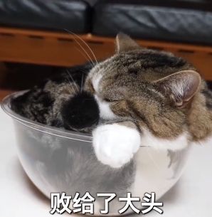 猫的本质是液体，不信看这里，萌化你
