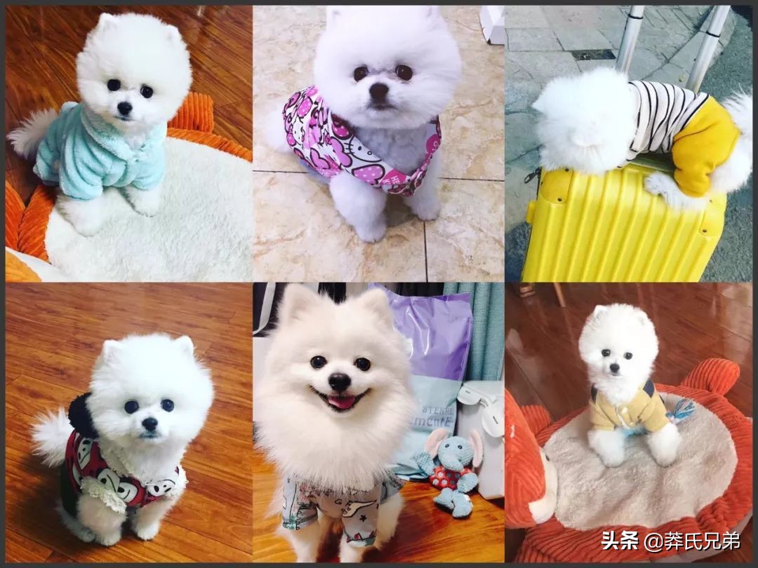 宠物秀场最新动态,亚宠展宠物时装秀人气火爆现场