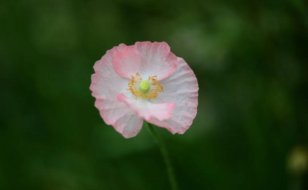 李辛的养生知识,李辛养生