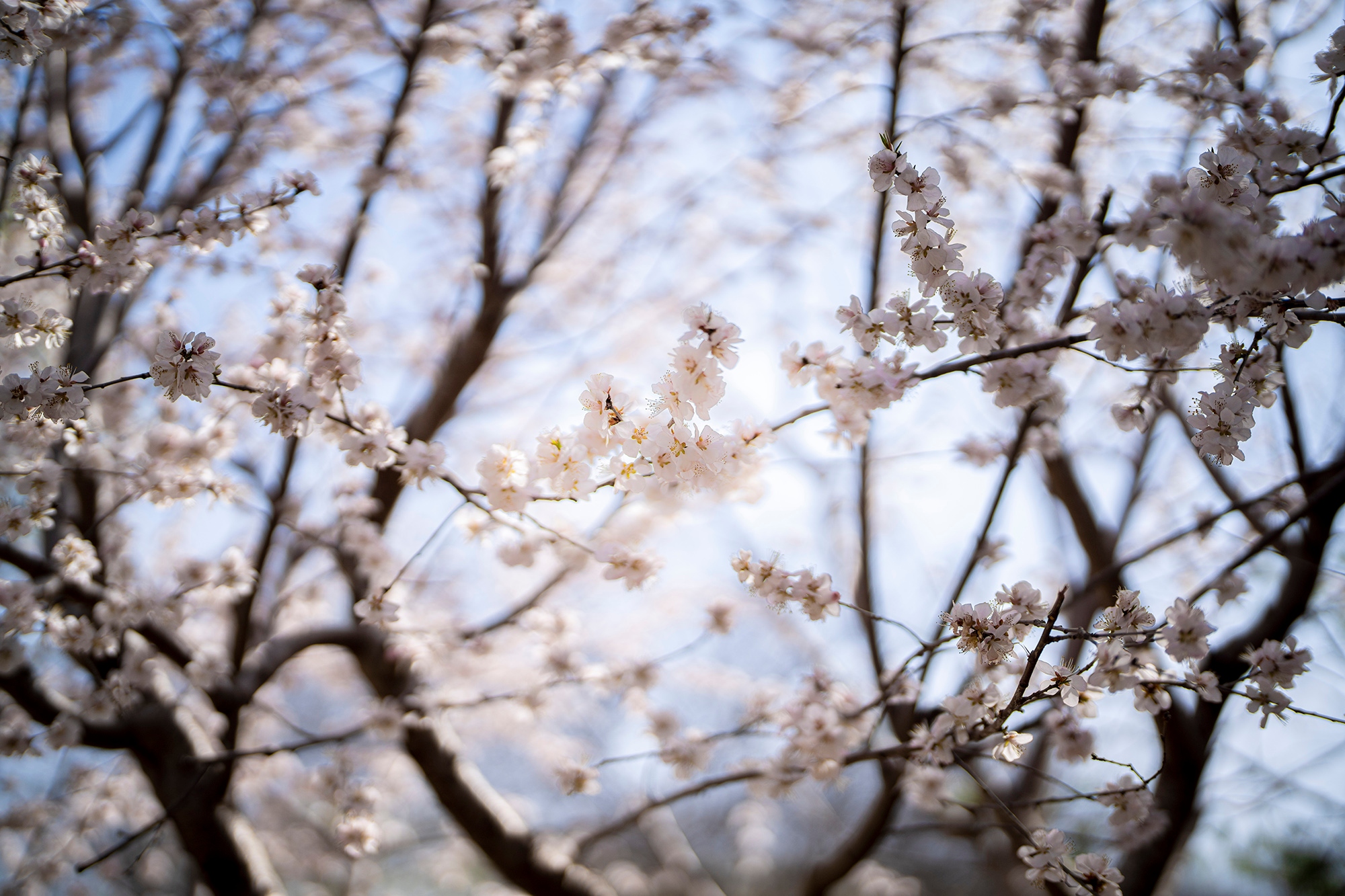 索尼fe50mmf1.2gm拍人像,索尼全画幅fe24mmf1.4测评