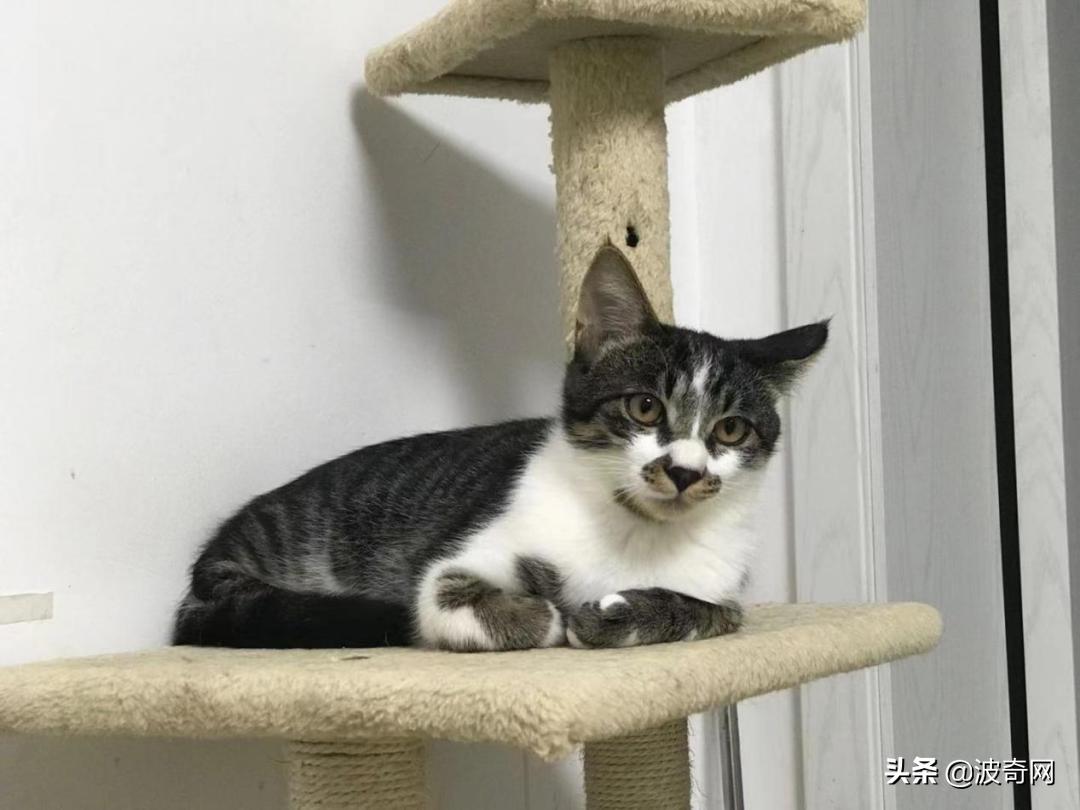 突然养猫了很焦虑,自从接了一只猫回家