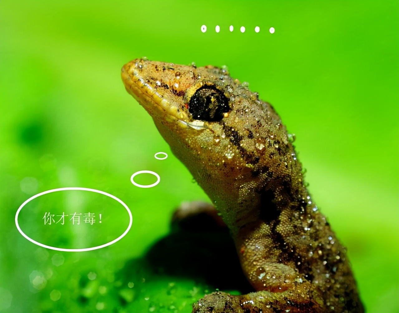 对人无毒的壁虎为何是五毒之一,人畜无害的壁虎为什么无毒