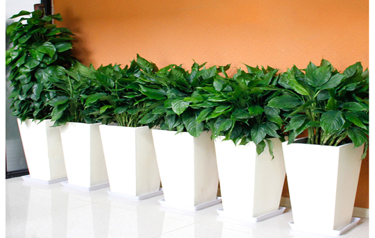 青叶万年青发黄烂根如何处理,青叶中华万年青移栽要注意事项