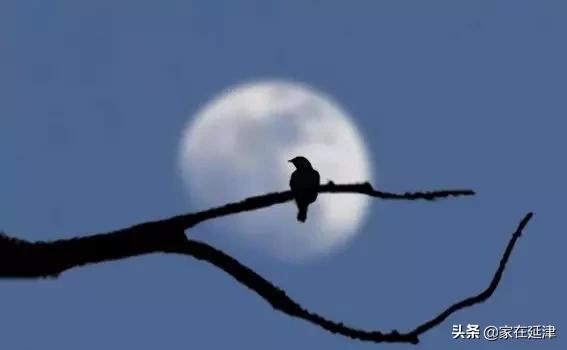 故事：延津故事：菊花泪