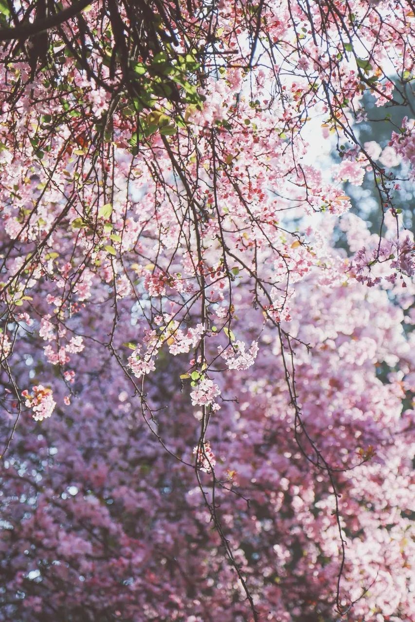 被大理丽江掩盖风头又怎样？它才是云南No.1！5月它太美了