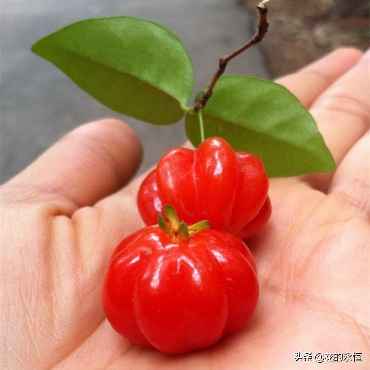 结蓝色和紫色球形小果子的植物,开花像白色灯笼植物图片