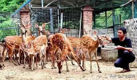 陕西汉中市宁强县能不能养梅花鹿,汉中梅花鹿基地