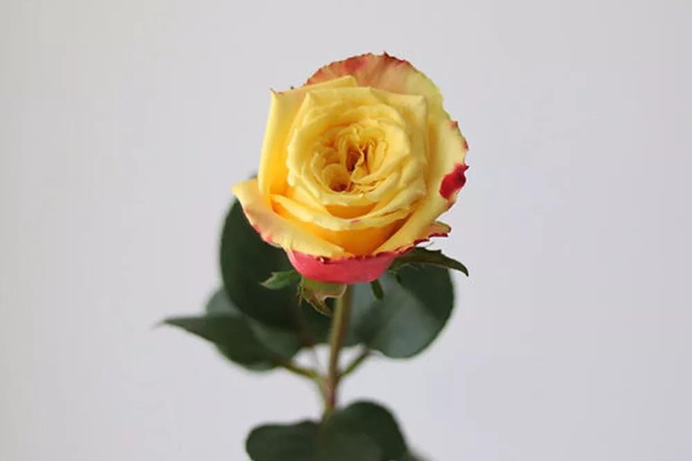 花店必备的5款玫瑰,花店常用的10款玫瑰花是哪些品种