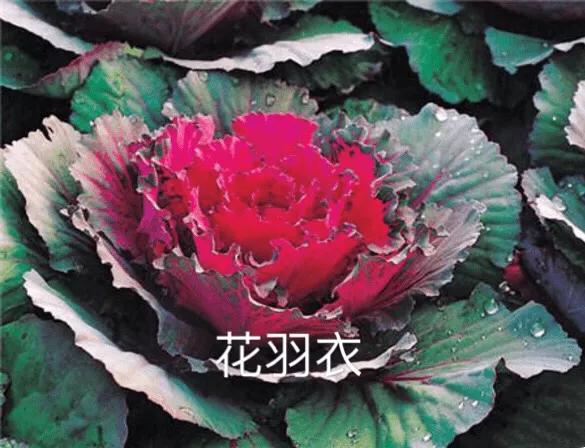 羽衣甘蓝开花图,好看的羽衣甘蓝