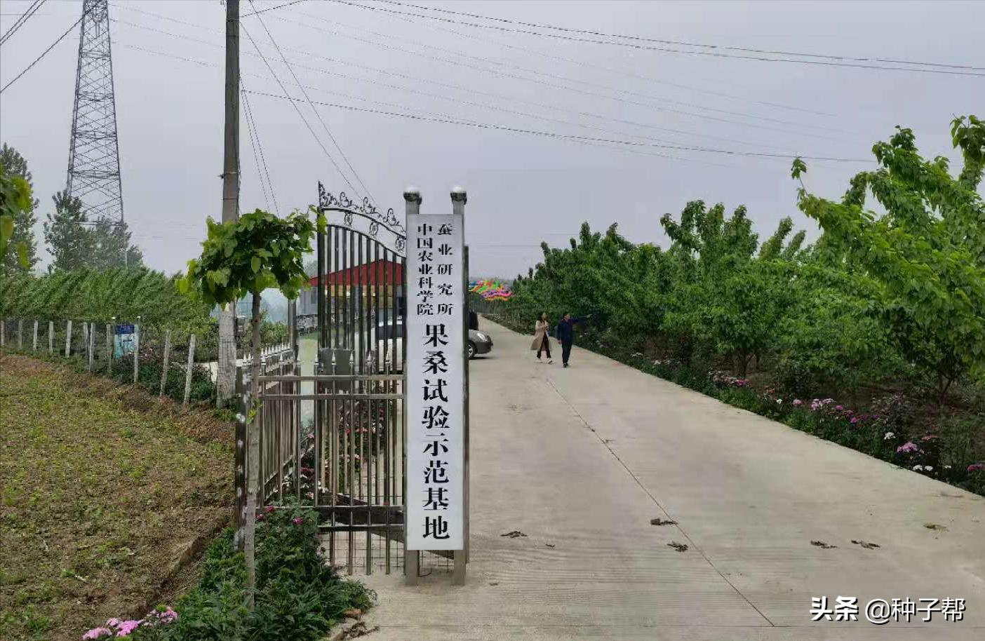 饲料桑品种,饲料桑品种介绍