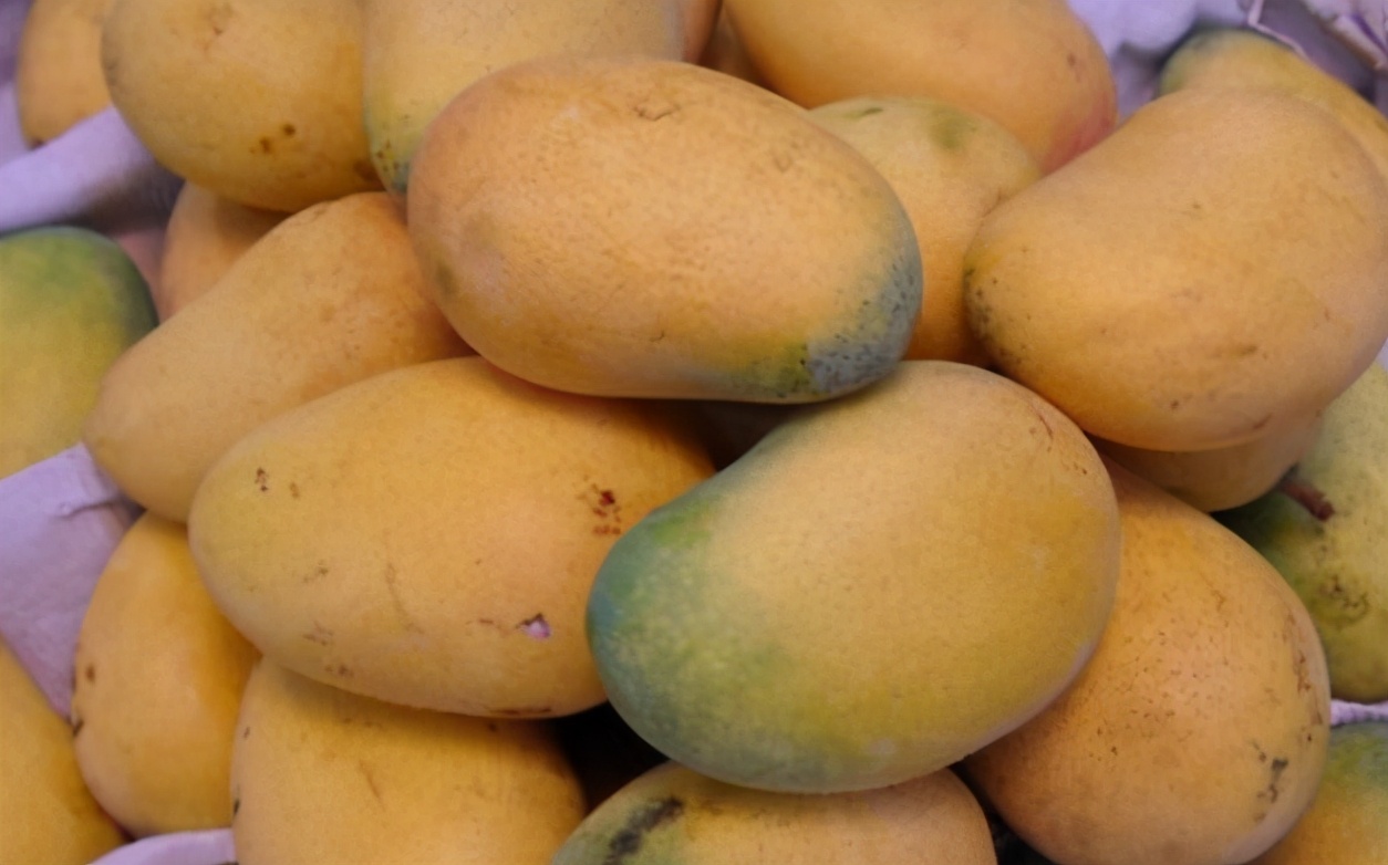 买芒果最忌讳什么,买芒果口诀