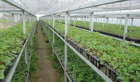 种植蔬菜怎么防止徒长,蔬菜苗徒长怎么办