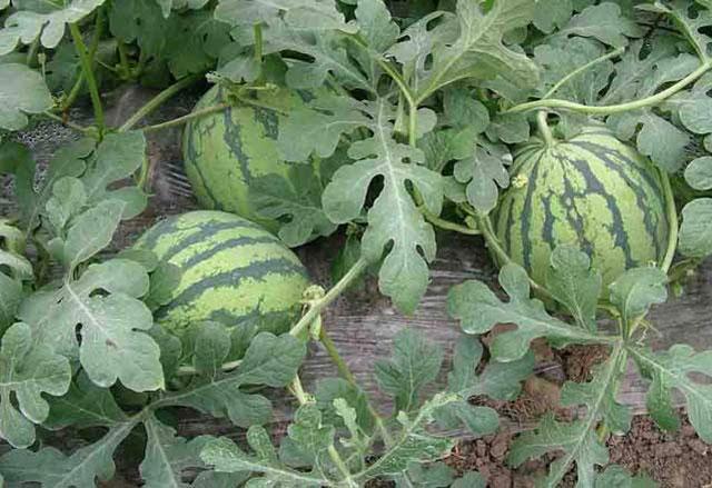 西瓜蚜虫用什么特效药防治,防治西瓜蚜虫的特效药有哪些