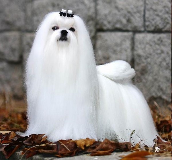 这几种高颜值狗狗你认识哪些,盘点最靠谱的狗狗看看你知道几种