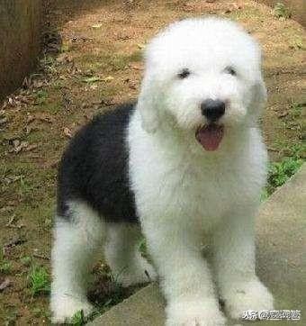 养古牧一个月多少钱,养古牧