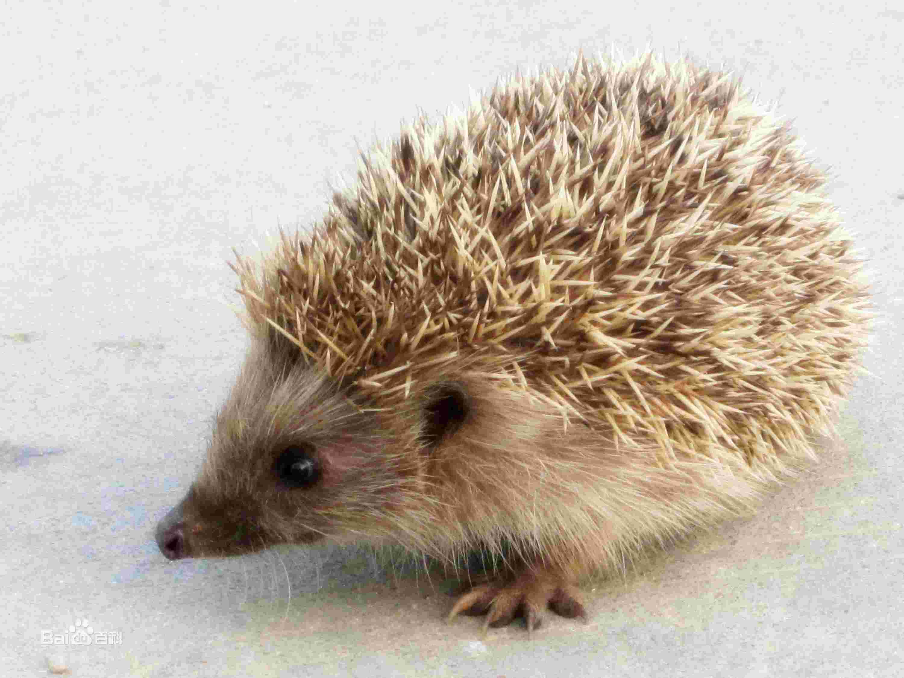 刺猬的分布地区,非洲刺猬分布在哪里