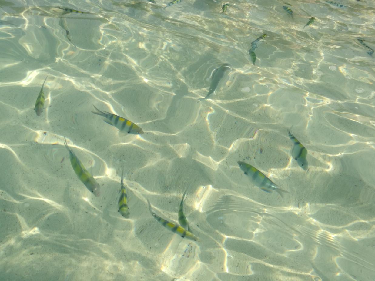 泰国普吉岛斯米兰岛旅游攻略,泰国旅游普吉岛的夏天皮皮岛浮潜