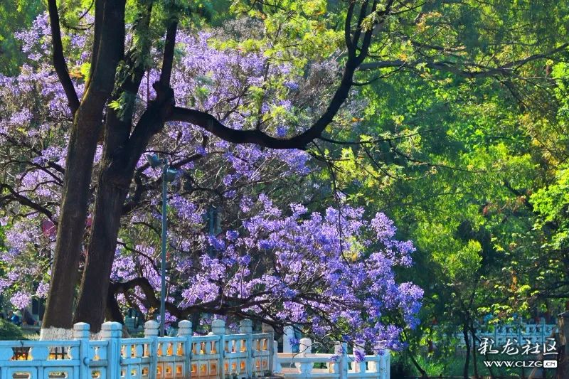 被大理丽江掩盖风头又怎样？它才是云南No.1！5月它太美了