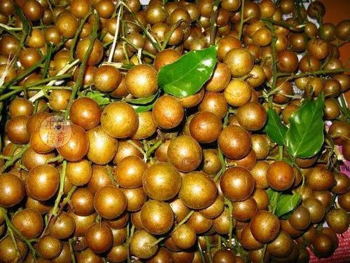 海南必吃十种水果图片名称,海南水果品种大全排名