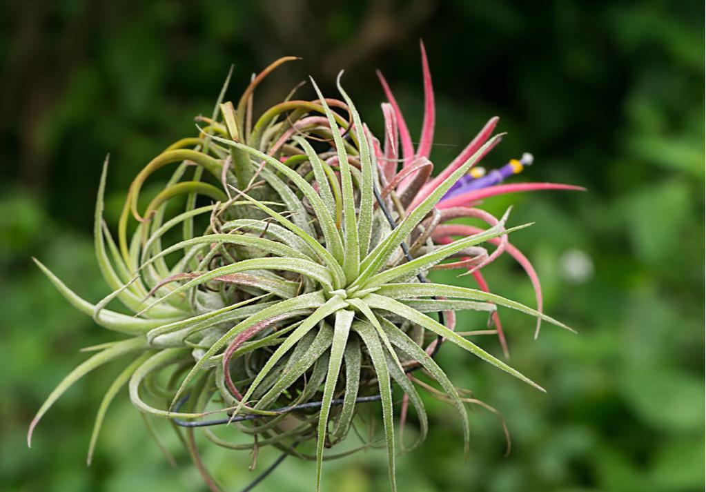 空气凤梨怎么养容易长根,空气凤梨和霸王空气凤梨