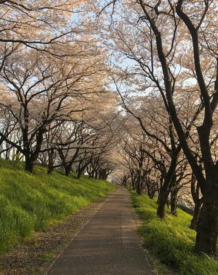 日本只有东京的房子,日本东京农村