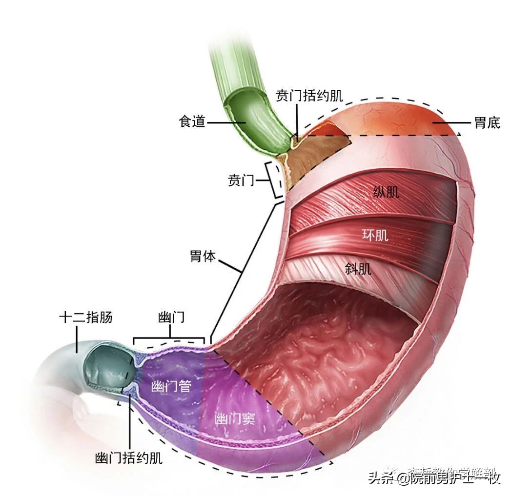 胃镜有关知识,胃镜检查知识点总结