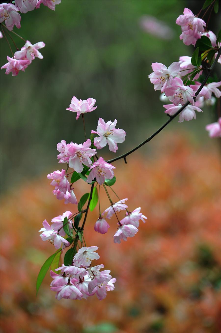 春天开的娇艳的花,春天开的花都有什么迷人的花