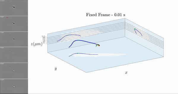 精子“欺骗”了科学家300多年！研究显示：精子并非左右摆动前进
