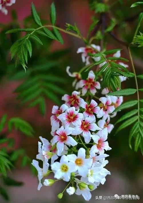 李萍文字：康乐木瓜