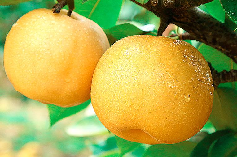 降暑的水果,夏日哪种水果是降暑的必备佳品