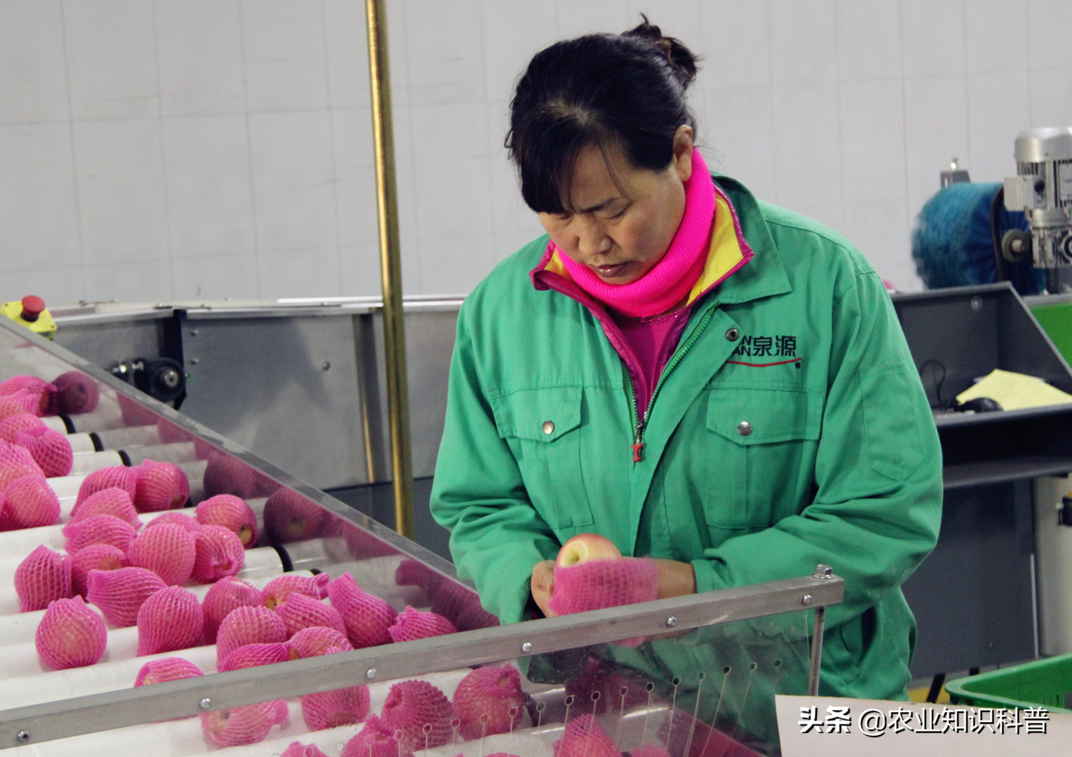 苹果粗皮病的防治方法,苹果成熟套袋如何处理