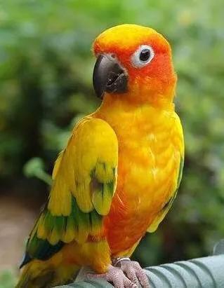 和尚鹦鹉和金太阳鹦鹉能合笼吗,吸蜜鹦鹉和和尚鹦鹉哪个更好