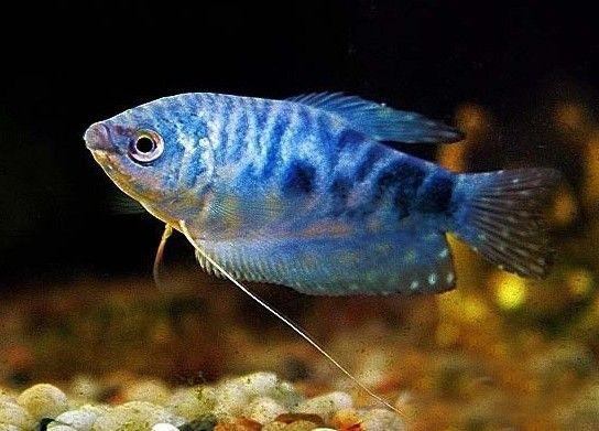 啥鱼不用加热棒也能养,用加热棒最好养的十款热带鱼