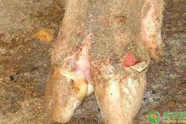 羊得口蹄疫好了后还会得病么,羊打口蹄疫过敏最快解决办法