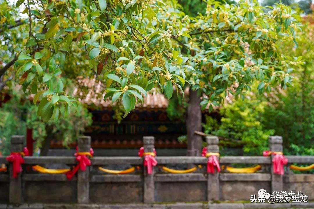 100张照片一百种幸福,100张图片带你去云南