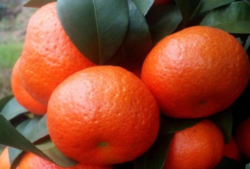 柑橘如何提质增效,柑橘如何增糖降酸提品质